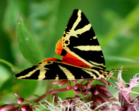 Schmetterling